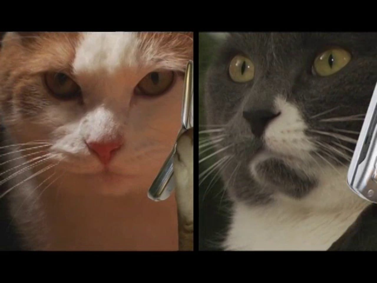 Cat Talk