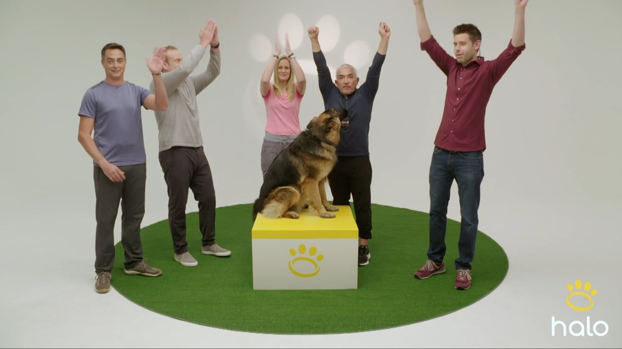 Halo Collar Live Virtual Launch Event